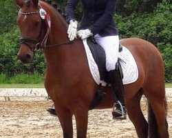 dressage horse Graf Grando WE (German Riding Pony, 2013, from Calido G)