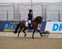 dressage horse Chilly Morning WE (German Riding Pony, 2012, from Calido G)