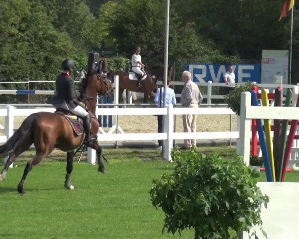 Reitturnier Düren - An der Kuhbrücke 2017