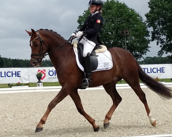 dressage horse Gismo (German Riding Pony, 2012, from Calido G)