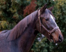 dressage horse Queensberry (German Warmblood, 2019, from Rock for Me)