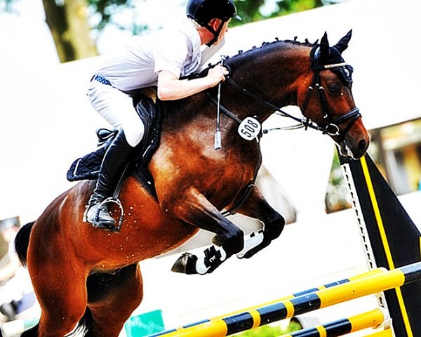 jumper Chocko Chacker Sp WE (German Riding Pony, 2011, from Calido G)