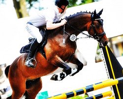 jumper Chocko Chacker Sp WE (German Riding Pony, 2011, from Calido G)