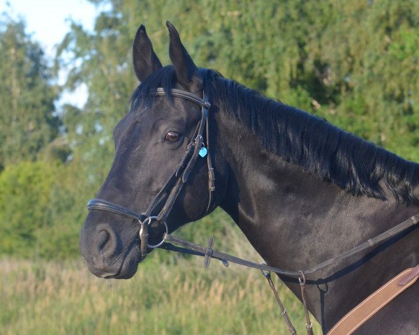 Pferd Legolas S (Deutsches Sportpferd, 2007, von Lambourghini)