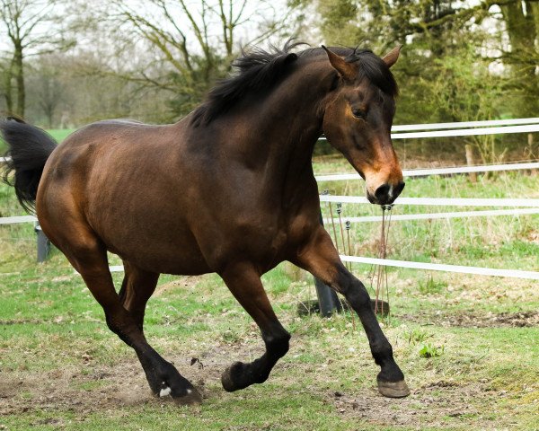 dressage horse Markus (Rhinelander, 2008, from Riccione)