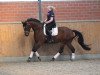 dressage horse Hidalgo 141 (Hanoverian, 2007, from Hochadel)