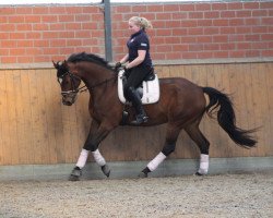 dressage horse Hidalgo 141 (Hanoverian, 2007, from Hochadel)