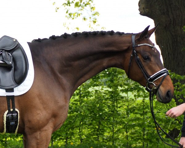 dressage horse Rock me Sanni (Oldenburg, 2014, from Rockefeller)