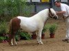 broodmare Chloe van Stal van Aschberg (Shetland Pony, 2009, from Wesley van Stal van Aschberg)