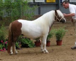 Zuchtstute Chloe van Stal van Aschberg (Shetland Pony, 2009, von Wesley van Stal van Aschberg)