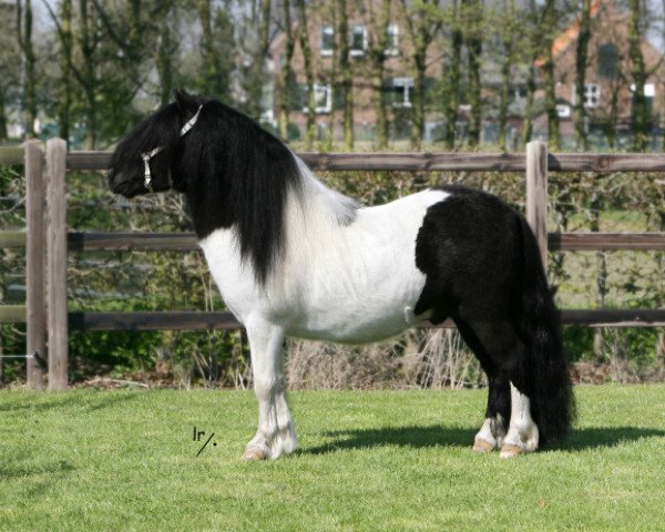 Deckhengst Wesley van Stal van Aschberg (Shetland Pony, 2005, von O'Regen van de Kleine Tip)