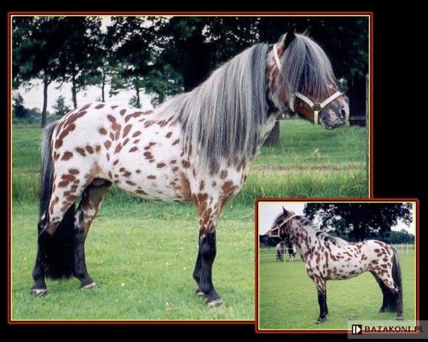 stallion Polansky v. Bromishet (Nederlands Appaloosa Pony, 2000, from Wantsley Sparks)