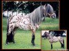 Deckhengst Polansky v. Bromishet (Nederlands Appaloosa Pony, 2000, von Wantsley Sparks)