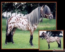 Deckhengst Polansky v. Bromishet (Nederlands Appaloosa Pony, 2000, von Wantsley Sparks)