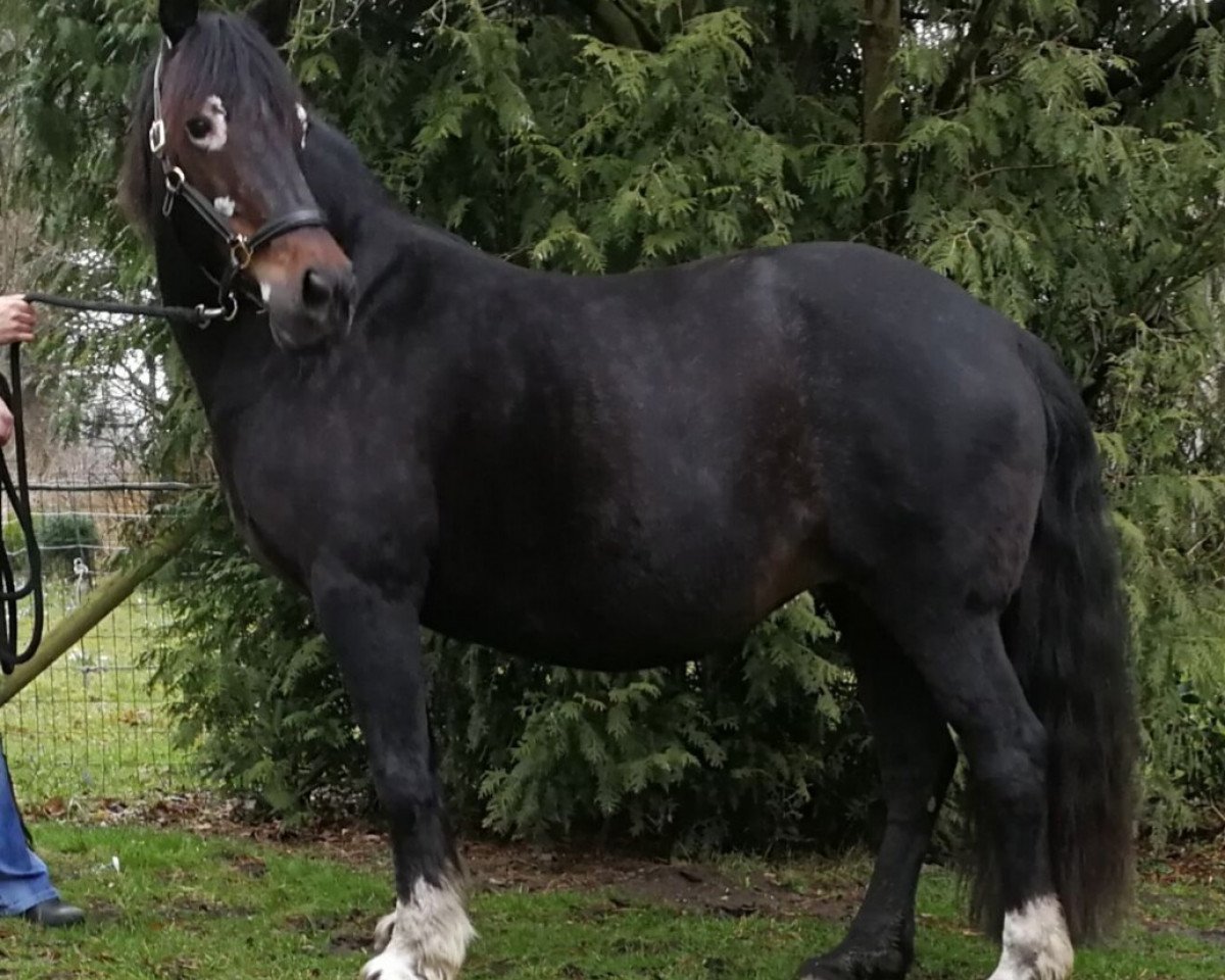 Zuchtstute Heldin´s Daily Deja Vue (Welsh-Cob (Sek. D), 1999, von Balu)