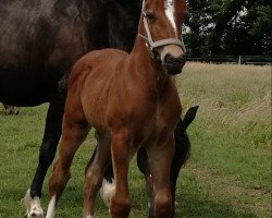 Zuchtstute Cornwall's Here I am (Welsh-Cob (Sek. D), 2018, von Gwynfaes Orig)