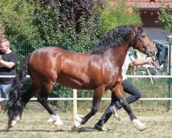 Deckhengst Gwynfaes Orig (Welsh-Cob (Sek. D), 2008, von Gwynfaes Culhwch)