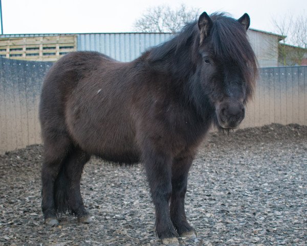 horse Huib Beerendonk (Shetland Pony, 2014, from Wesley van Stal van Aschberg)