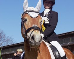 Dressurpferd Sanny 79 (Haflinger, 2000)