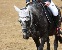 dressage horse Bogar 8 (Lipizzaner, 1995)