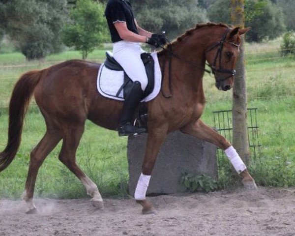 dressage horse Quinton C (Hanoverian, 2010, from Quaterback)