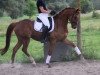 dressage horse Quinton C (Hanoverian, 2010, from Quaterback)