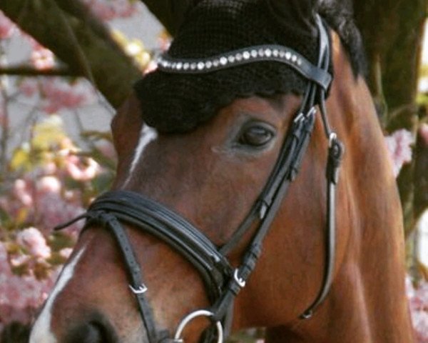 broodmare Whispberry (Oldenburg, 2005, from Royal Hit)