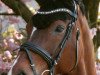 broodmare Whispberry (Oldenburg, 2005, from Royal Hit)