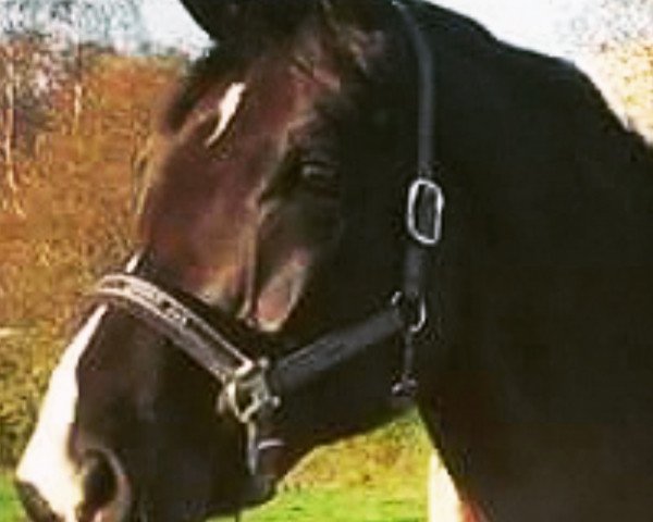 dressage horse Ronald Mc Donald J (Westphalian, 2005, from Roh Magic)