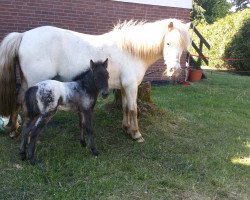 broodmare Mellimara's Melrose (Dt.Part-bred Shetland pony, 2000, from Mc Gyver)