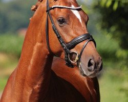 dressage horse Golden Surprise 5 (German Riding Pony, 2015, from HET Golden Dream)