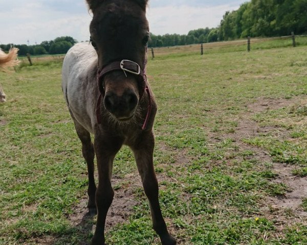 broodmare Maybel (Dt.Part-bred Shetland pony, 2018, from Hairos)