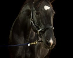 dressage horse Schattenspiel 3 (Oldenburg, 2010, from Sir Donnerhall I)