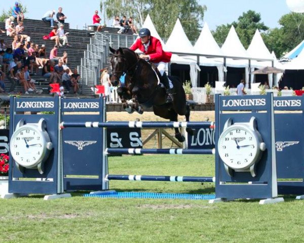 Springpferd Jurre (Belgisches Warmblut, 2009, von Toulon)