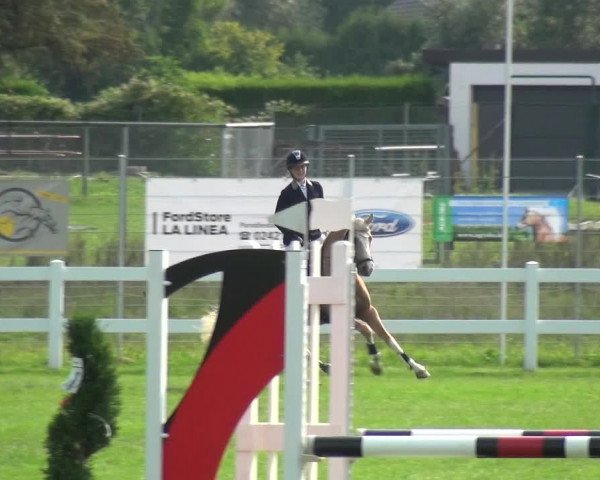 Reitturnier Düren - An der Kuhbrücke 2017