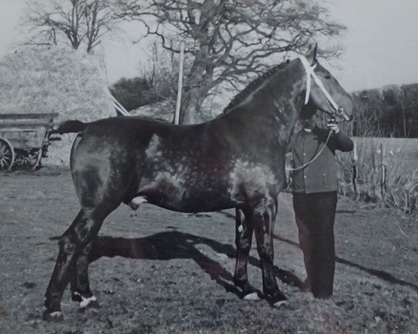 stallion Gronau (Oldenburg, 1930, from Granikus 3379)
