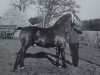 stallion Gronau (Oldenburg, 1930, from Granikus 3379)