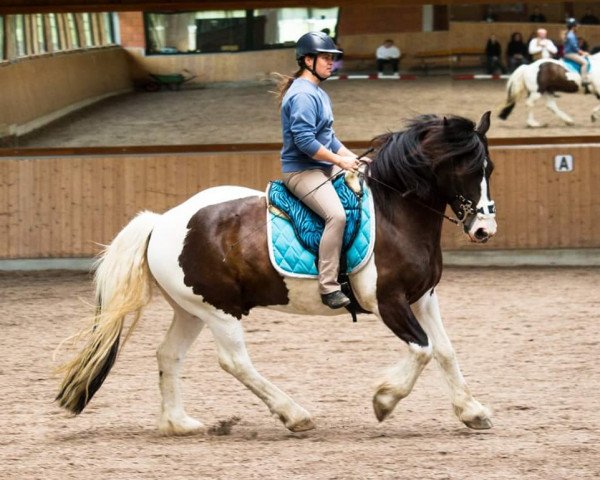 dressage horse Geronimo 731 (Pinto / Small Riding Horse, 2009)