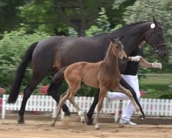 dressage horse Stutfohlen vom Secret (Oldenburg, 2018, from Secret)