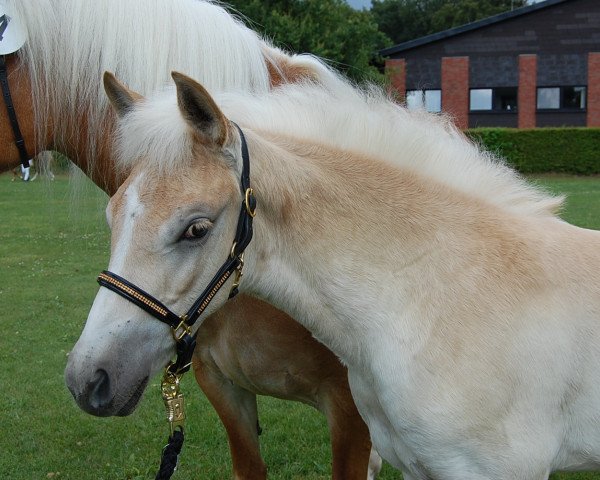 dressage horse Stute von Sherlock Holmes C. (3,41% ox) (Edelbluthaflinger, 2018, from Sherlock Holmes C. (2,15% ox))