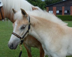 broodmare Scarlett (Westphalian, 2018, from Sherlock Holmes C. (2,15% ox))