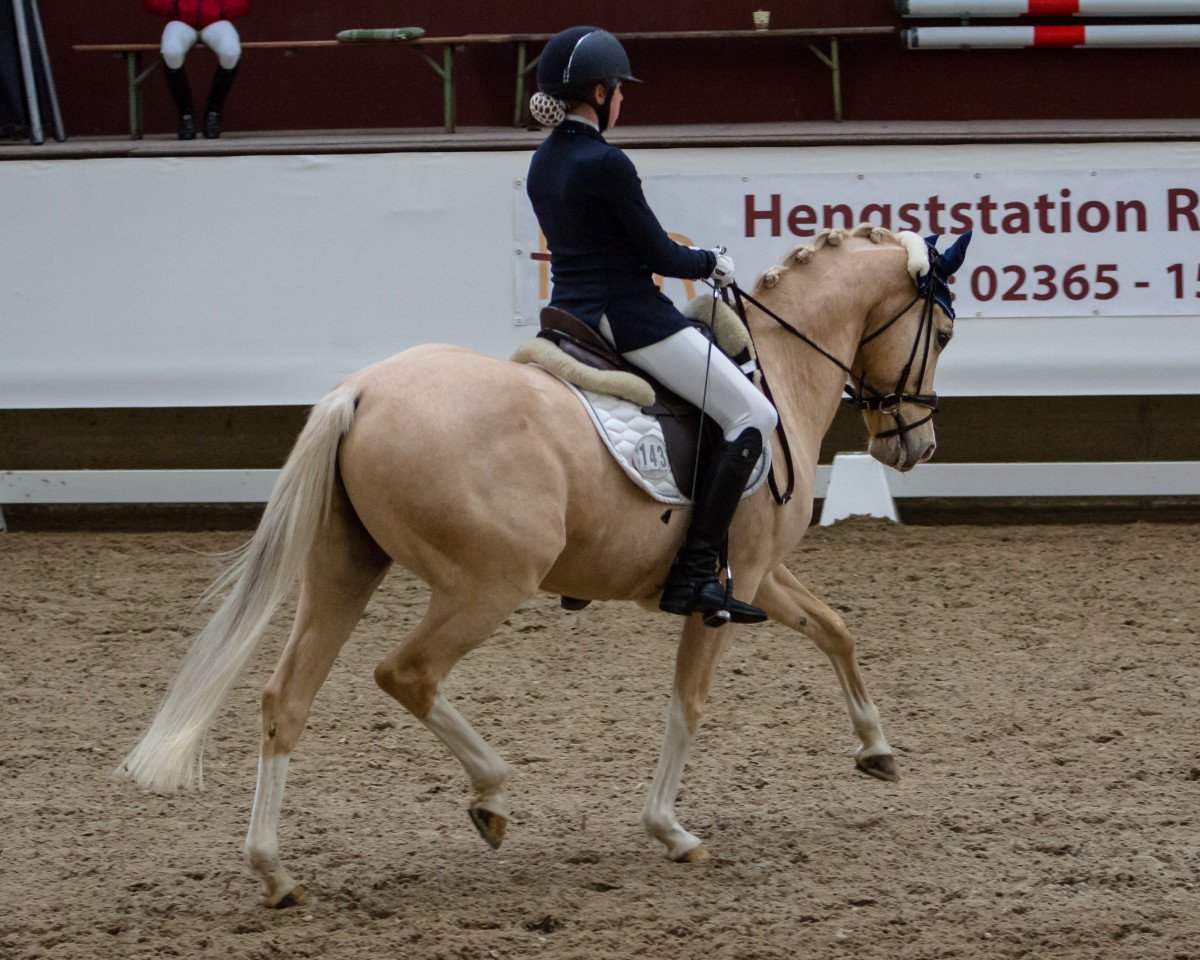 Dressurpferd Wilky May (Deutsches Reitpony, 2008, von White Gold B)