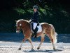 dressage horse Wanja (Haflinger, 1999, from Wilder)