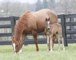 broodmare Legendary Stacy xx (Thoroughbred, 2007, from Include xx)