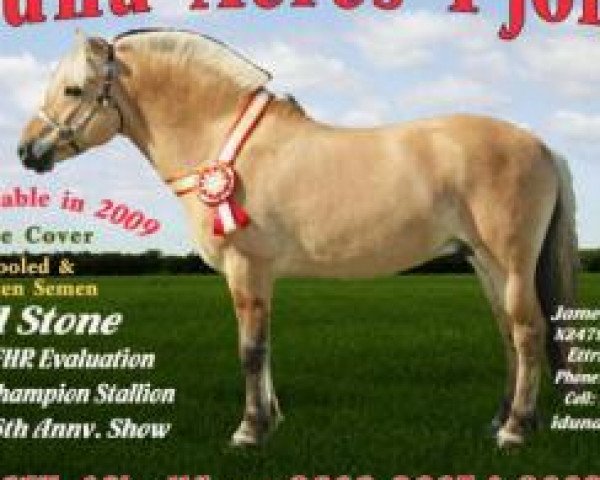 stallion WH Stone (Fjord Horse, 1999, from BDF Malcom Locke)