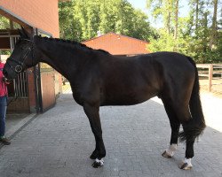 dressage horse Bemossed (Hanoverian, 2012, from Benetton Dream FRH 1301)