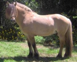 stallion BDF Malcom Locke (Fjord Horse, 1995, from Gjest N-1846 H-I49)