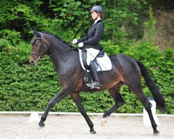 dressage horse Krispi (Zweibrücken, 2012, from Kaiserkult TSF)