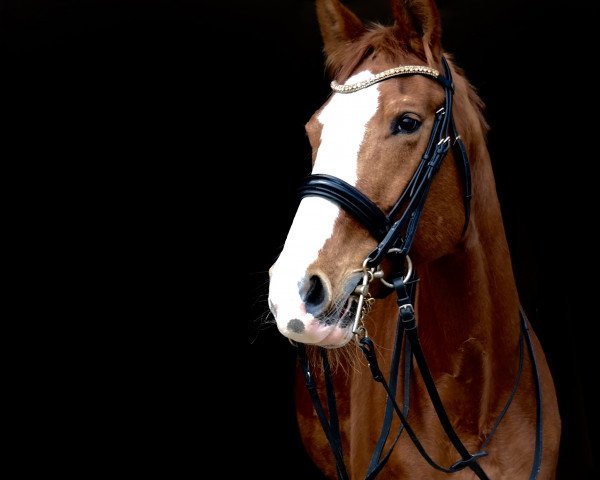 dressage horse Red Bumblebee (Bavarian, 2000, from Rivero II)