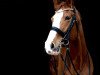 dressage horse Red Bumblebee (Bavarian, 2000, from Rivero II)